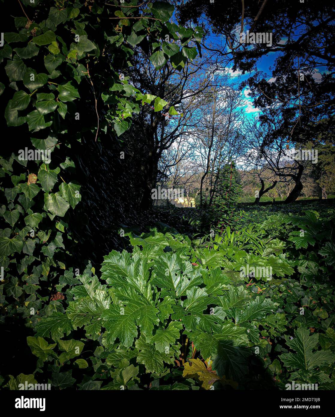 A beautiful view of plants and bushes in a park Stock Photo - Alamy