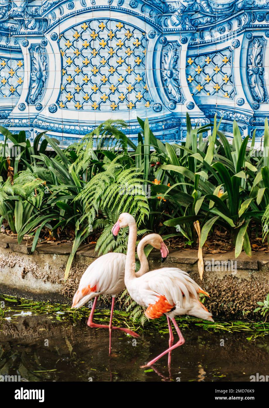 Flamingos at Monte Palace tropical garden in Funchal on Madeira island, Portugal Stock Photo