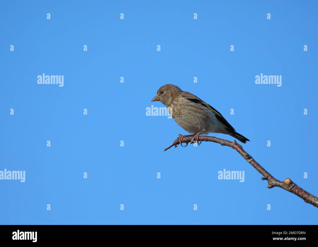 Juvenile goldfinch perching on branch Stock Photo