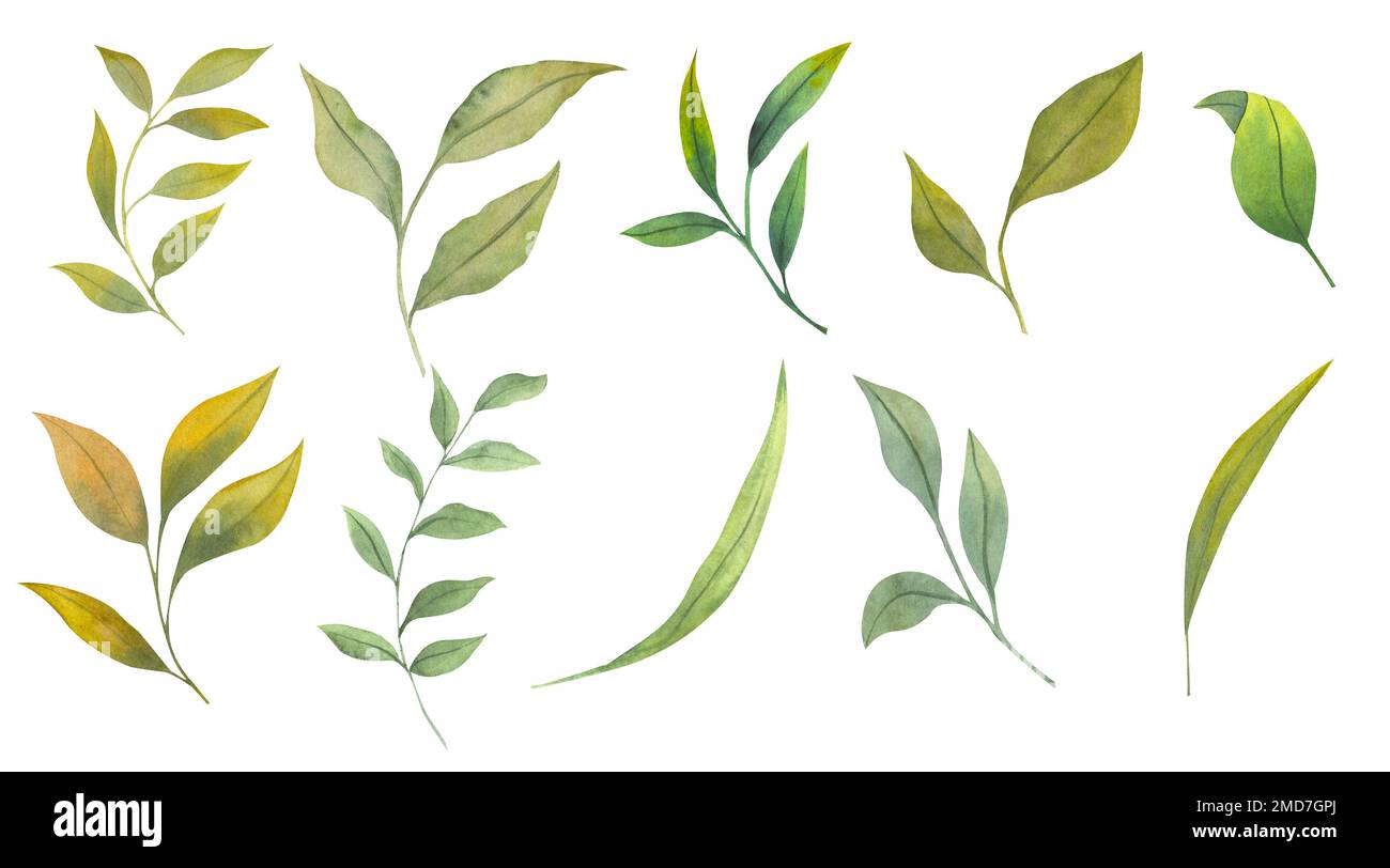 Set of watercolor leaves, hand drawn botanical illustration of green ...