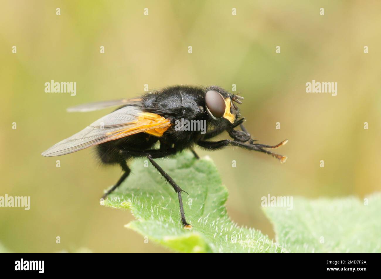 Detailed closeup on a black and orange Noonday fly, Mesembrina meridiana sitting on a green leaf Stock Photo