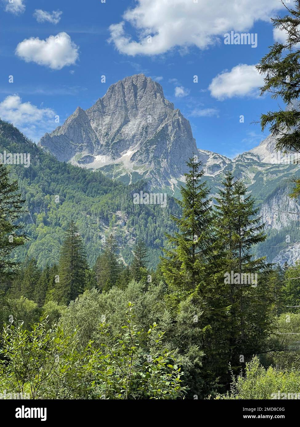 The forest trees with mountains on the background Stock Photo - Alamy