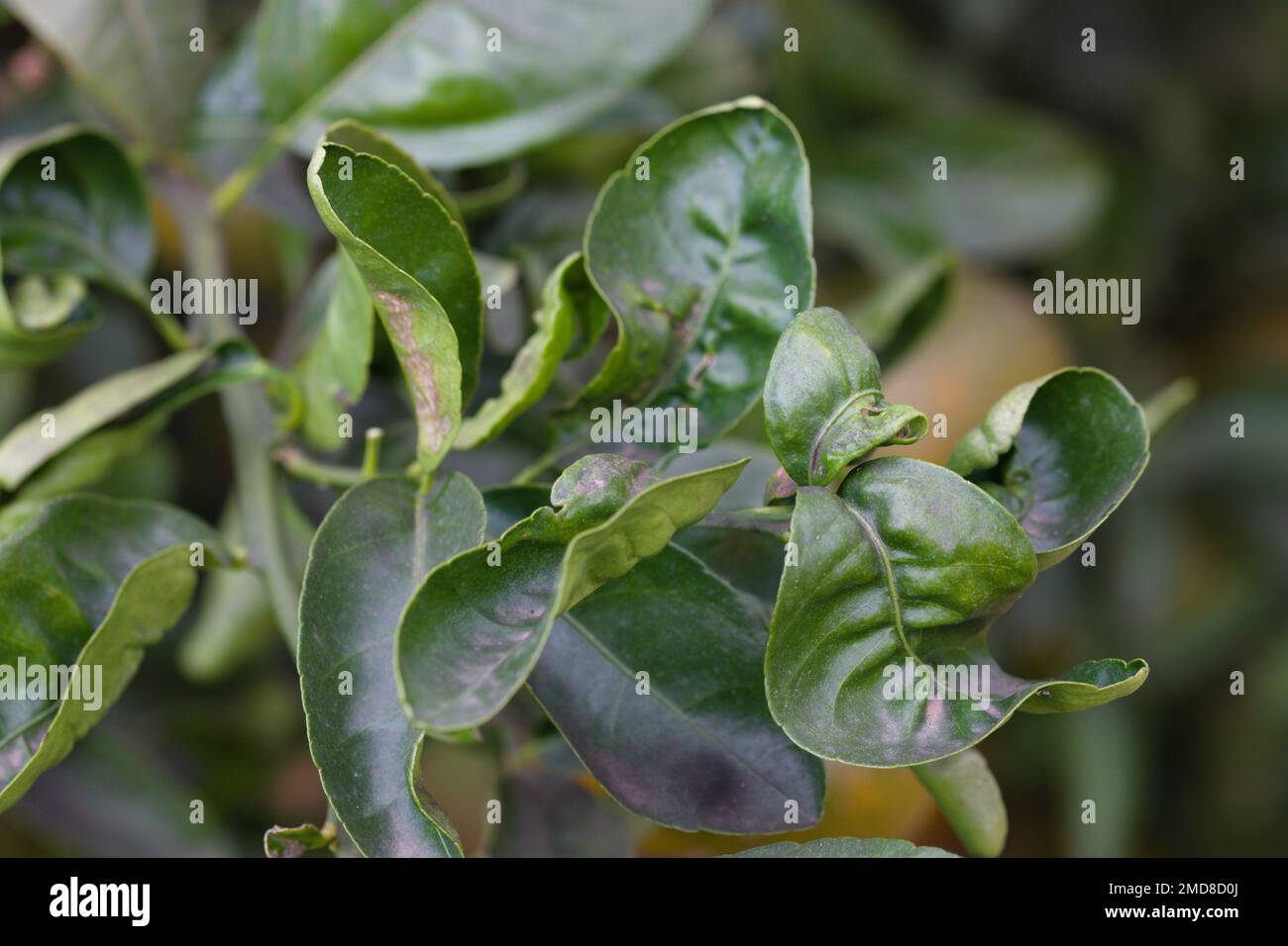 Close-up of some leaves of an orange tree that are being attacked by some type of disease caused by mite infection, leaf miner, mealybug or thrips Stock Photo