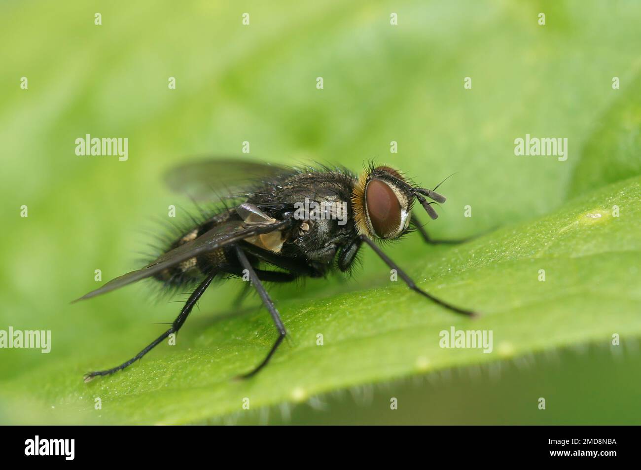 Parasitic fly hi-res stock photography and images - Alamy