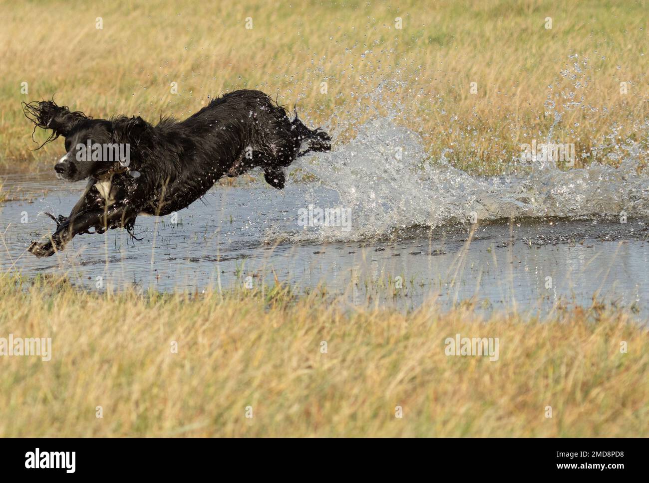 cocker spaniel jumping over water Stock Photo