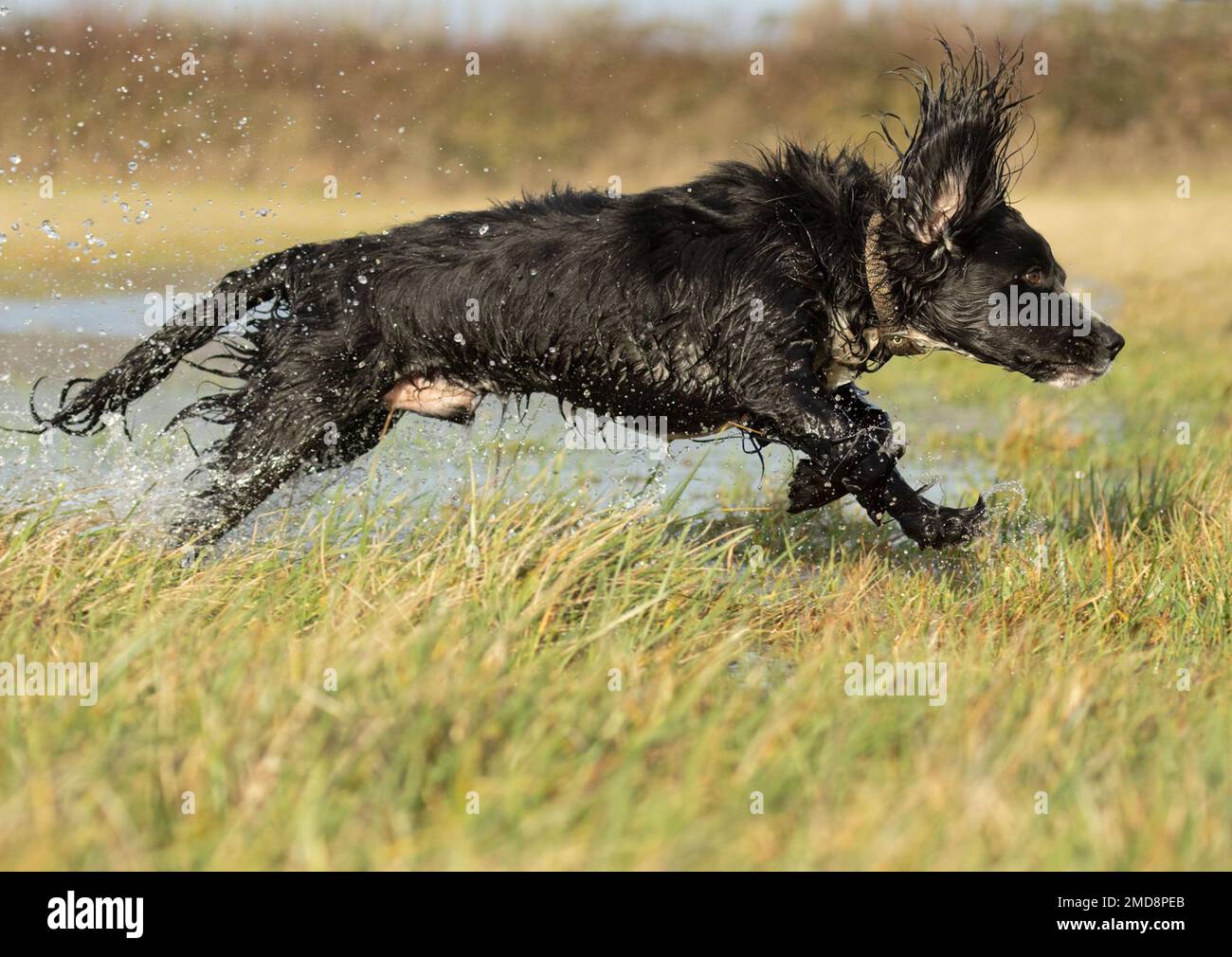 cocker spaniel running in water Stock Photo