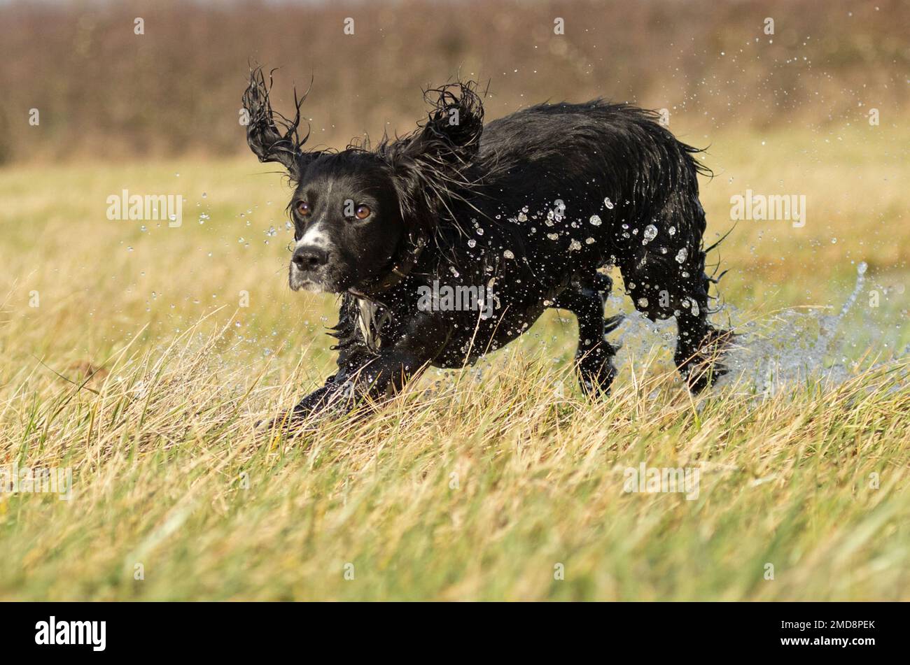 cocker spaniel dog running through water Stock Photo