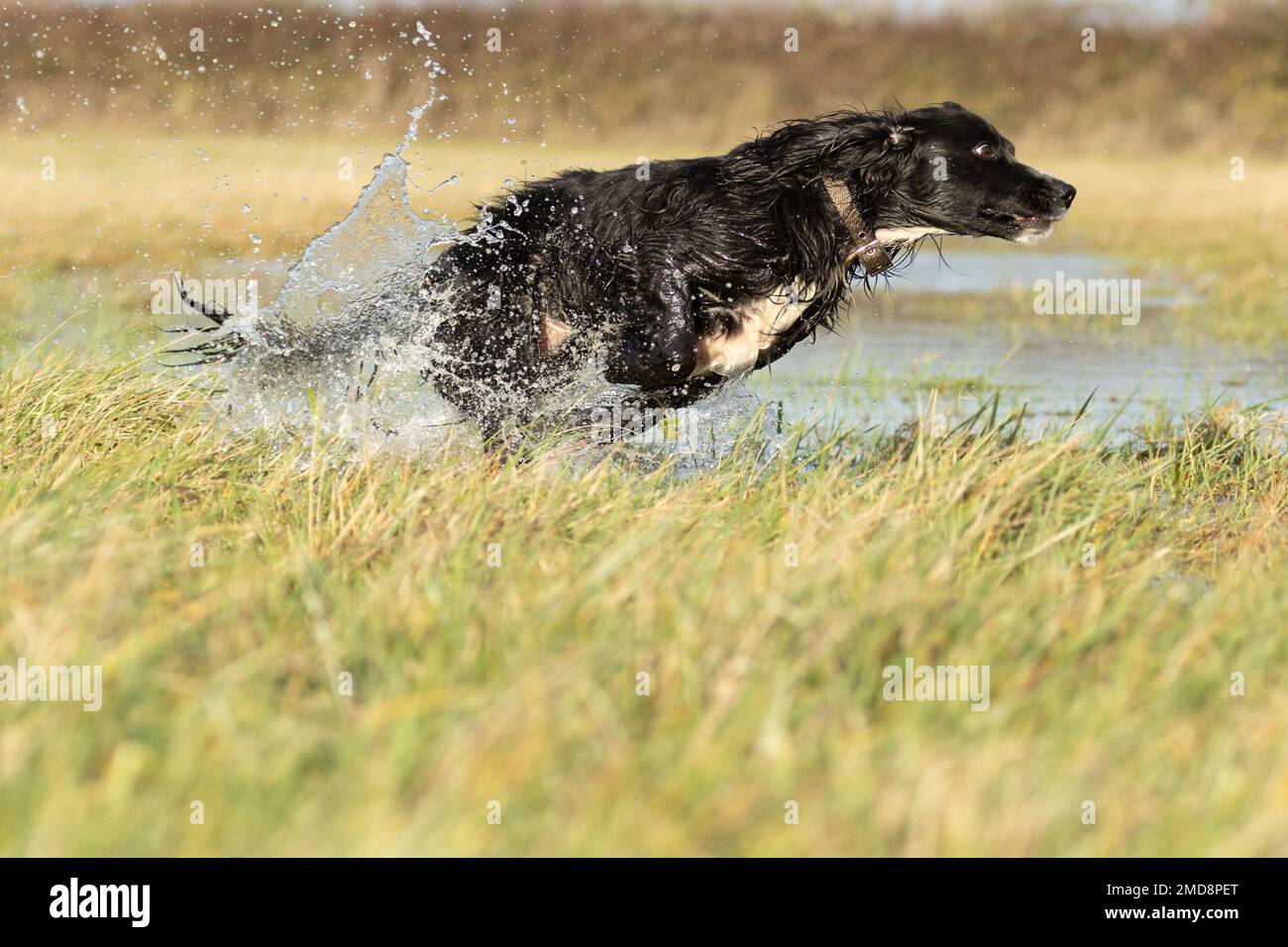 cocker spaniel running through water Stock Photo