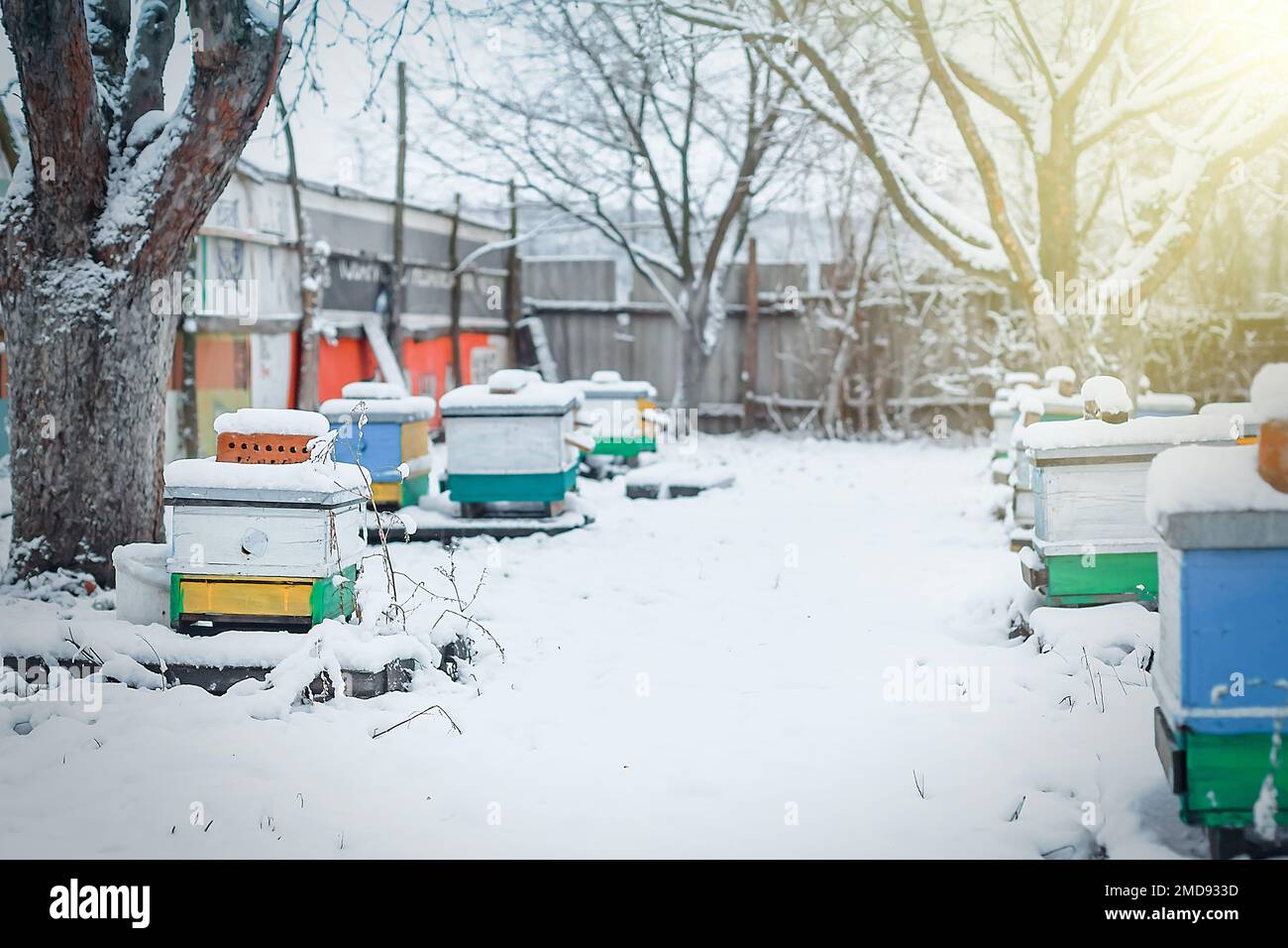 Dawn bee hi-res stock photography and images - Alamy