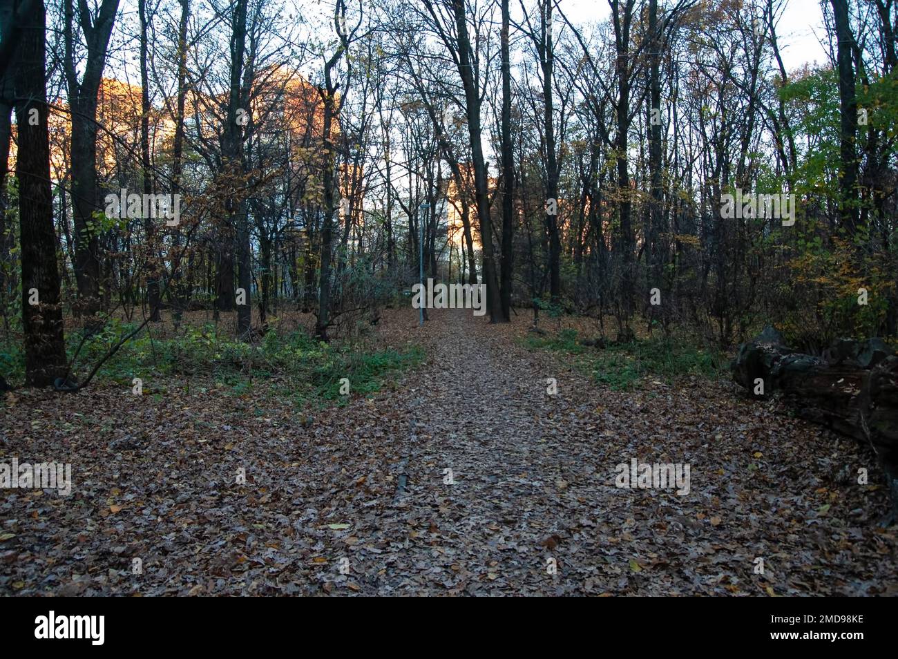 Autumn background: the path is covered with fallen leaves Stock Photo ...