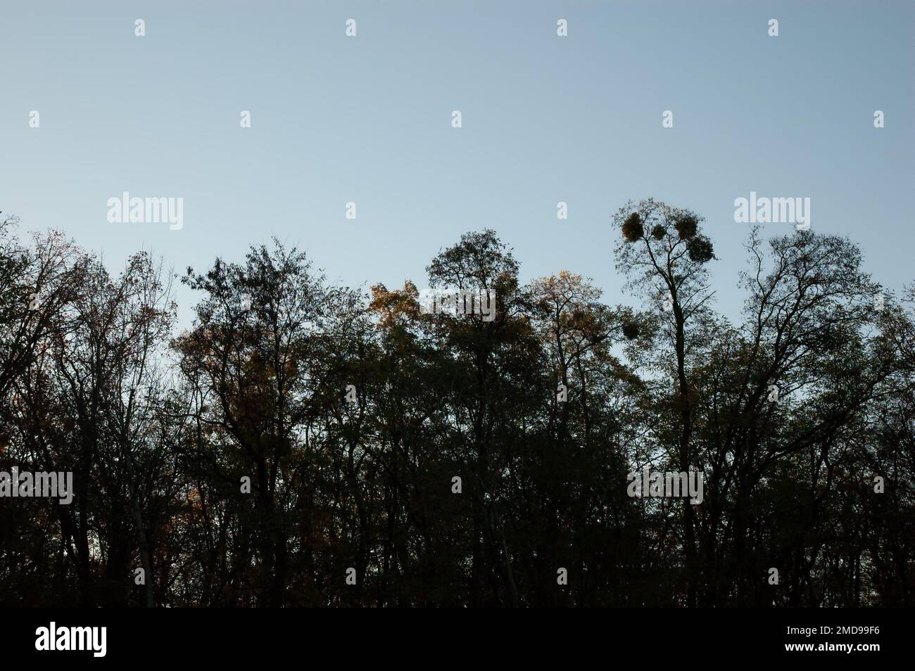 Autumn background: tree silhouettes against the sky Stock Photo