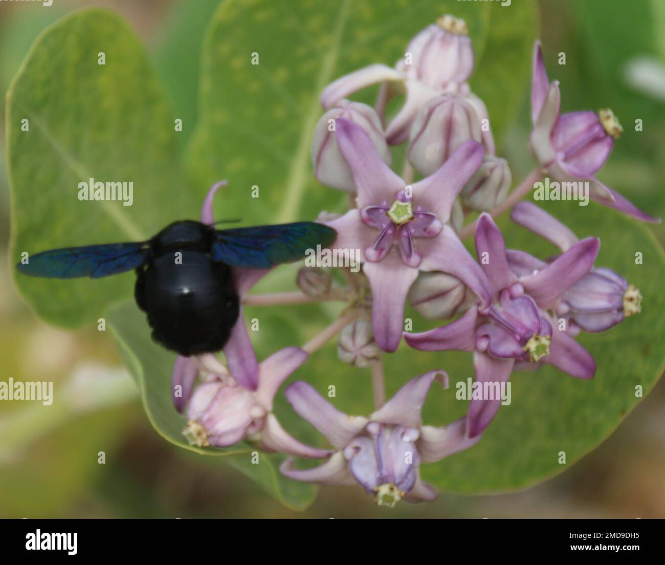 Beautiful butterflies, Dragonflies and Beetles in Sri Lanka, Visit Sri ...