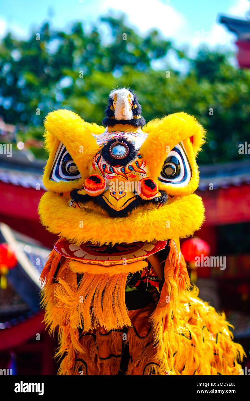 The Lion dance or Barongsai in chinese new year 2023. Semarang. Indonesia. Travel Photography. Stock Photo