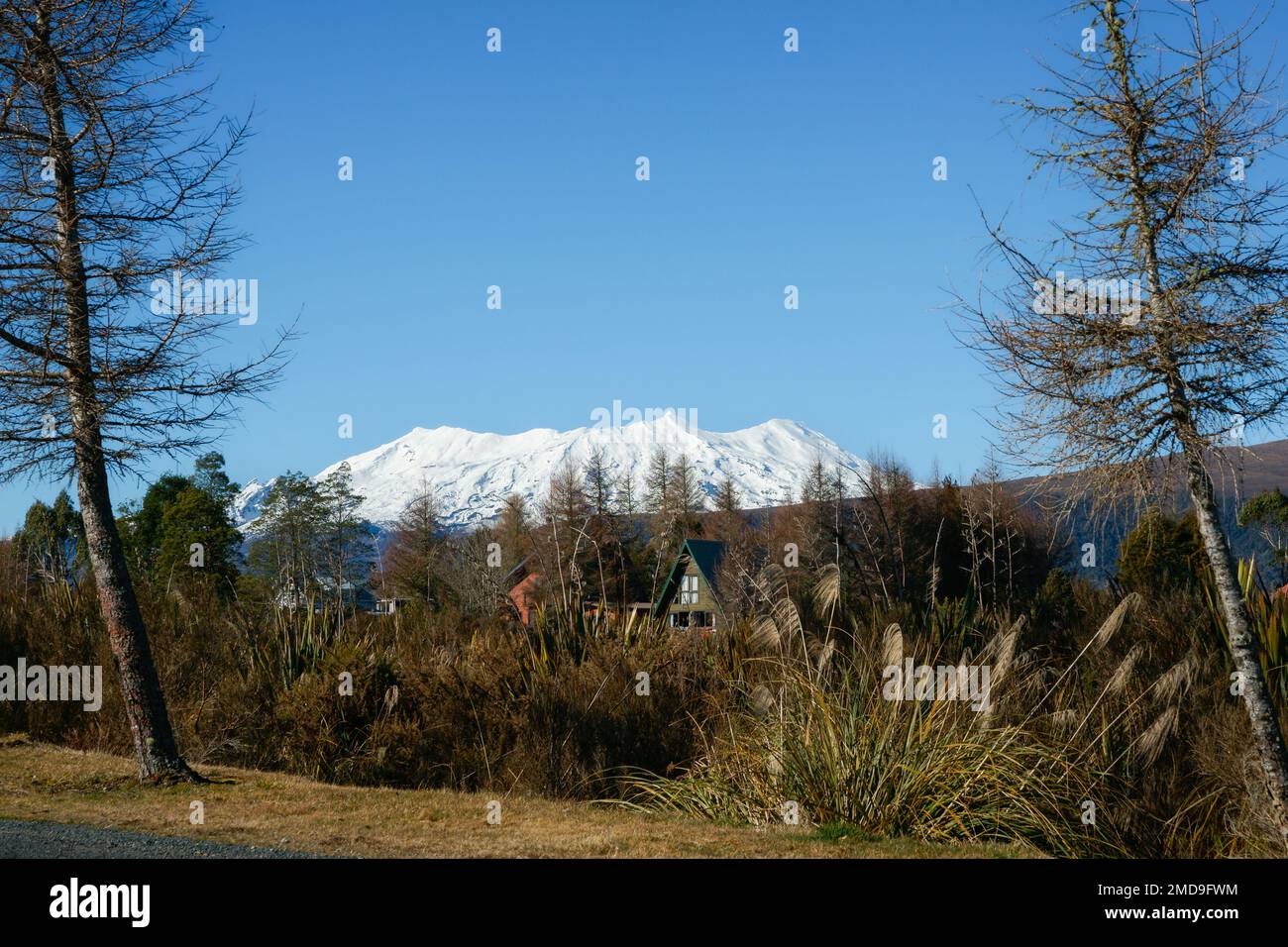 Snow capped Mount Ruapehu beyond bush clad landscape in north Island ...