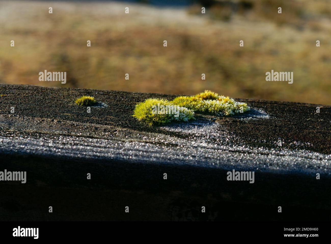 Green moss growing on top rail of wooden gate on frosty morning, closeup. Stock Photo