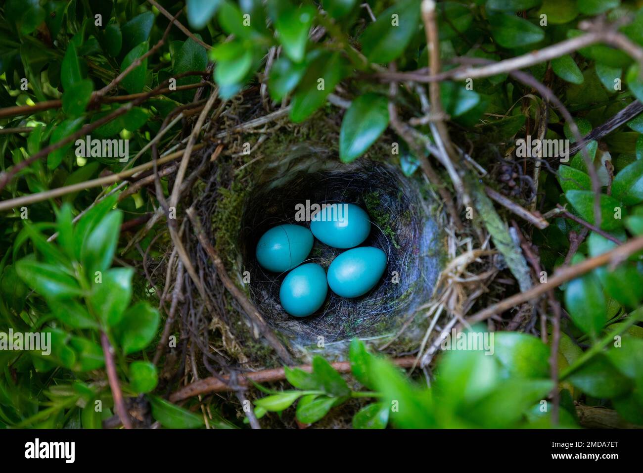 Dunnock [ Prunella modularis ] nest in shrub with 4 eggs Stock Photo
