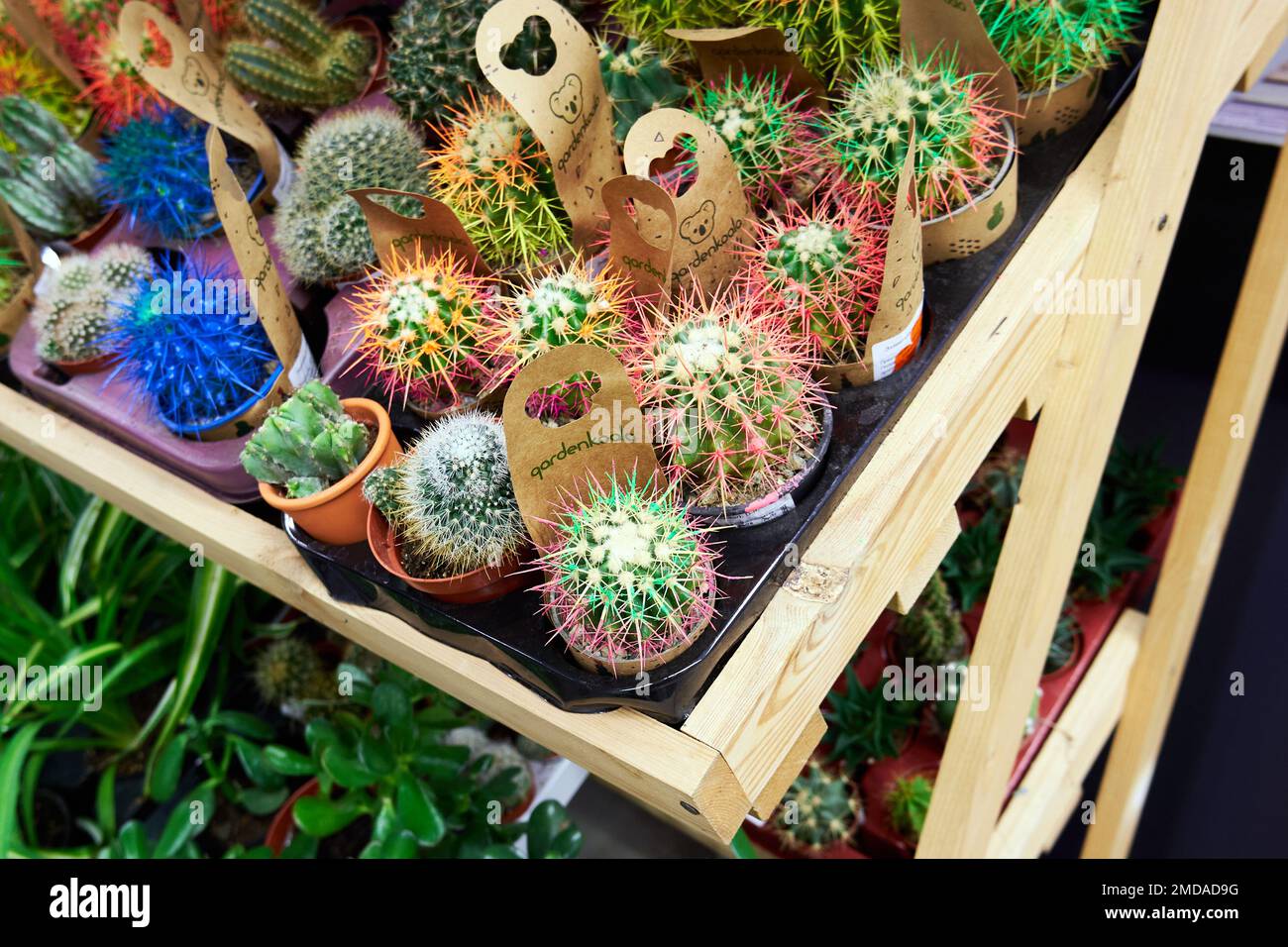 Small decorative cacti for sale in a plant store. Exotic indoor plants