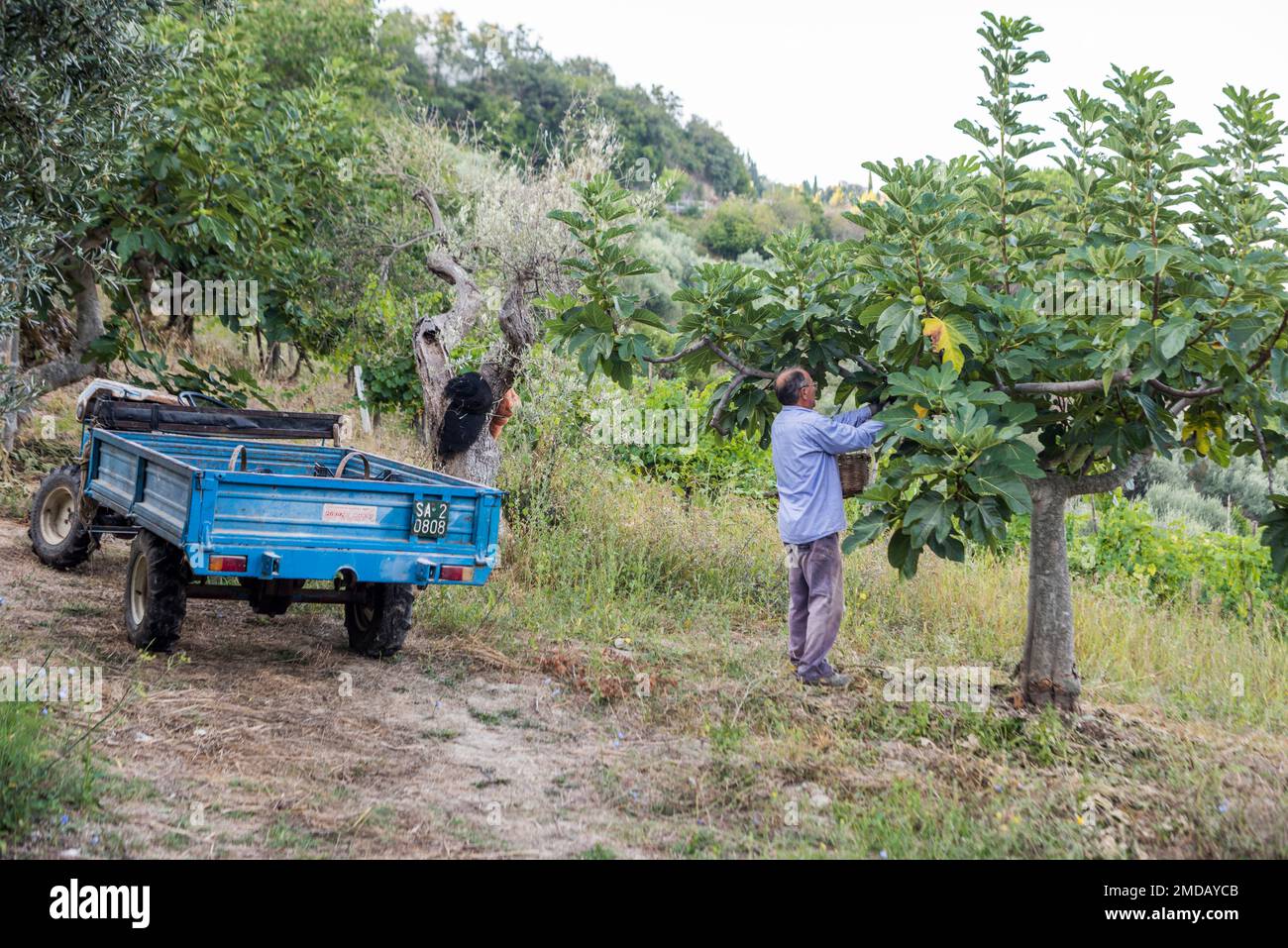 Ogliastro Cilento, Salerno, Italy - August 1, 2018: Man harvesting white figs from his land Stock Photo