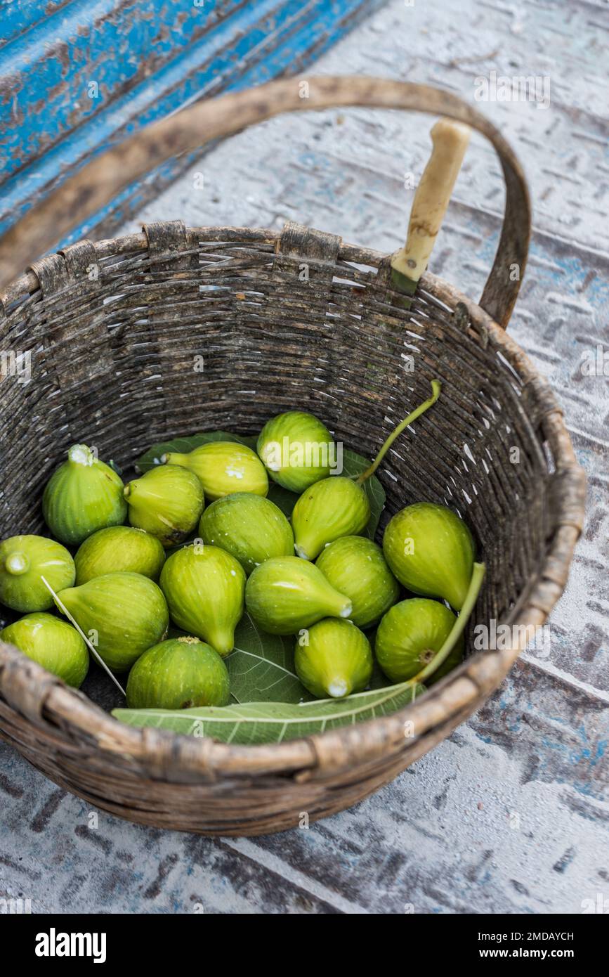Basket of harvested white figs, Cilento, Salerno, Italy. Stock Photo