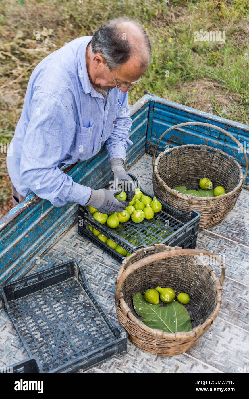 Ogliastro Cilento, Salerno, Italy - August 1, 2018: Man harvesting white figs from his land Stock Photo