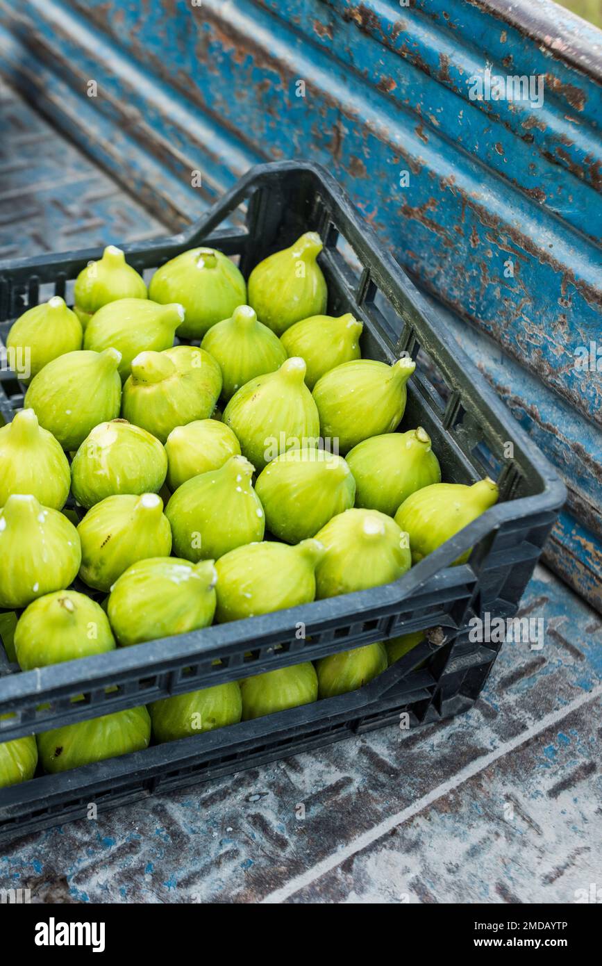 Harvested white figs, Cilento, Salerno, Italy. Stock Photo
