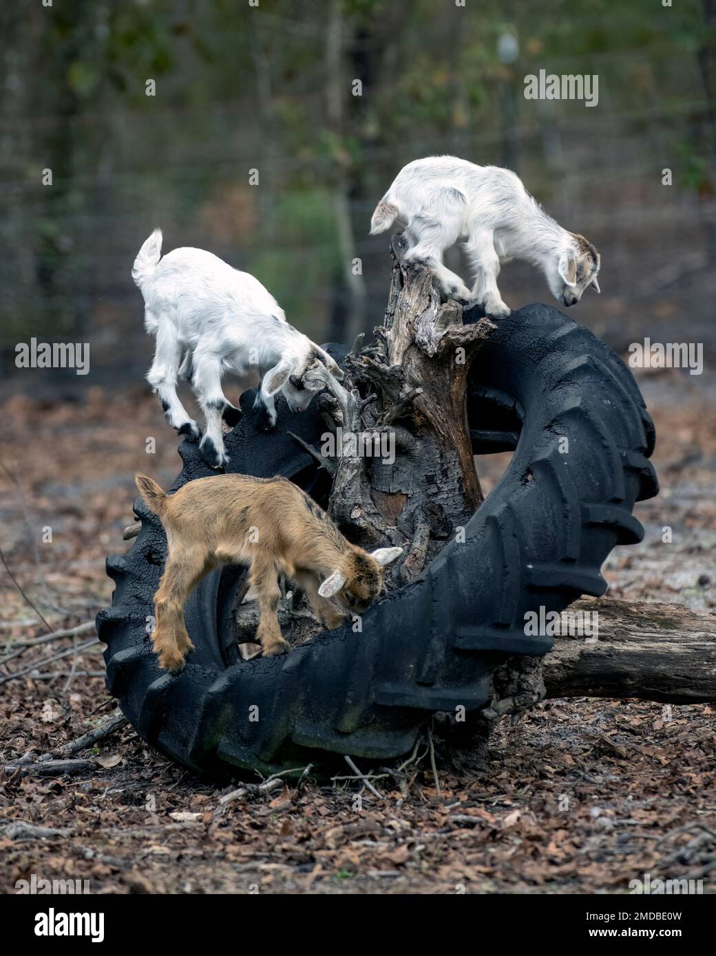 three baby goats playing on an old tractor tire Stock Photo