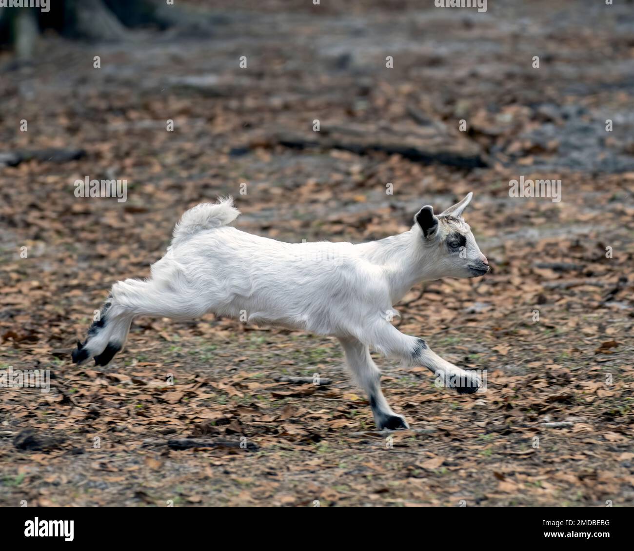a white baby goat running through a field Stock Photo