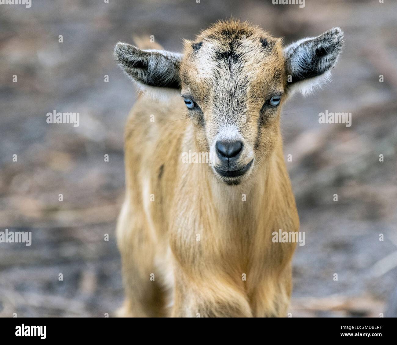 a close up of a small brown baby goat on a farm Stock Photo Alamy