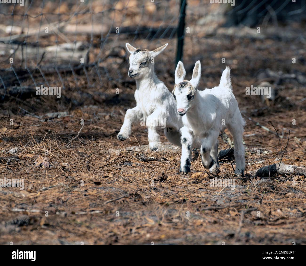two baby goats running and jumping on a farm Stock Photo