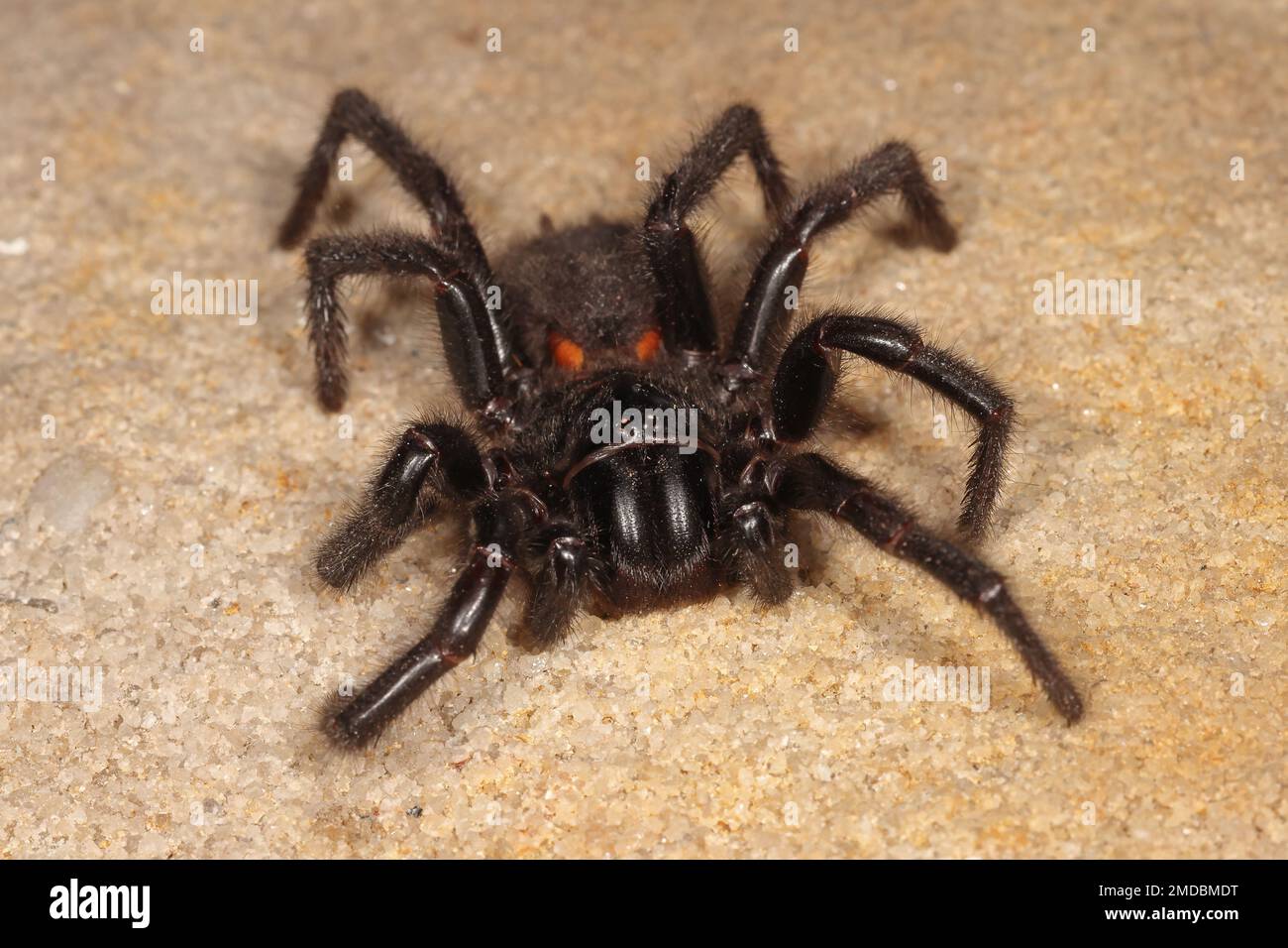 Highly venomous Sydney Funnel Web Spider Stock Photo