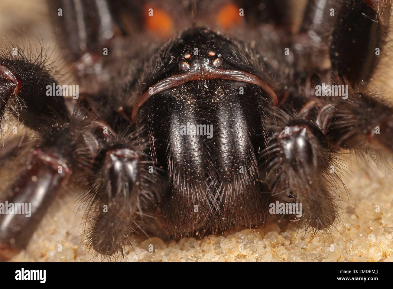 Highly venomous Sydney Funnel Web Spider Stock Photo