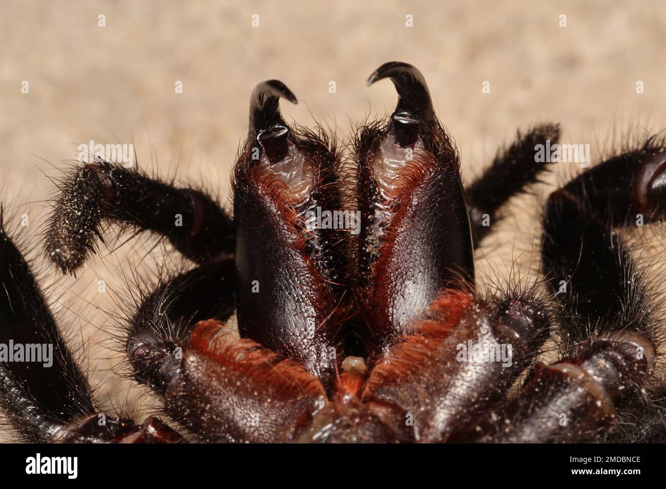 Highly venomous Sydney Funnel Web Spider reared up for striking Stock Photo