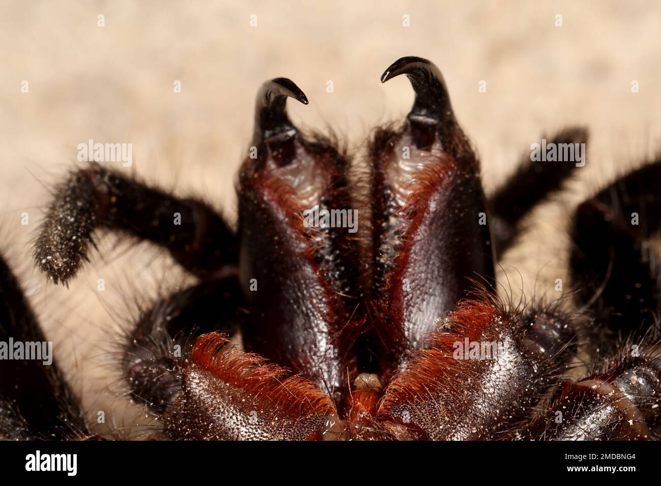 Highly venomous Sydney Funnel Web Spider reared up for striking Stock Photo