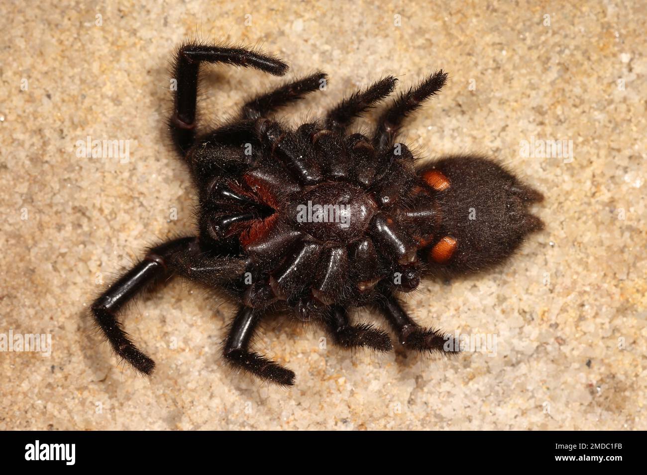 Belly view of Highly venomous Sydney Funnel Web Spider Stock Photo