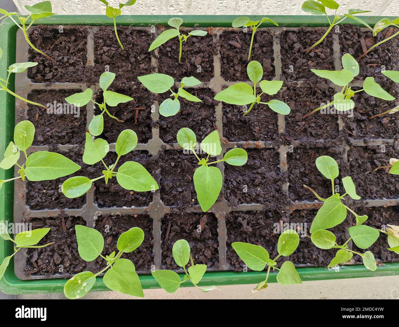 Growing in modules hi-res stock photography and images - Alamy