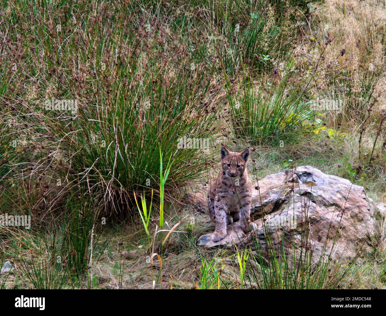 Young Lynx (Lynx lynx) exploring its environment in the  National Park Bavarian Forest, Bavaria, Germany Stock Photo