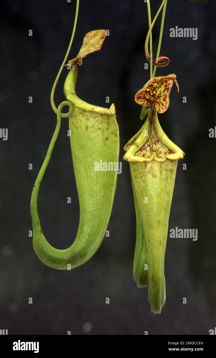 CLOSE-UP OF THE CUPS OF A PITCHER PLANT. NEPENTHES. PITCHERS HANG FROM TENDRILS. Stock Photo