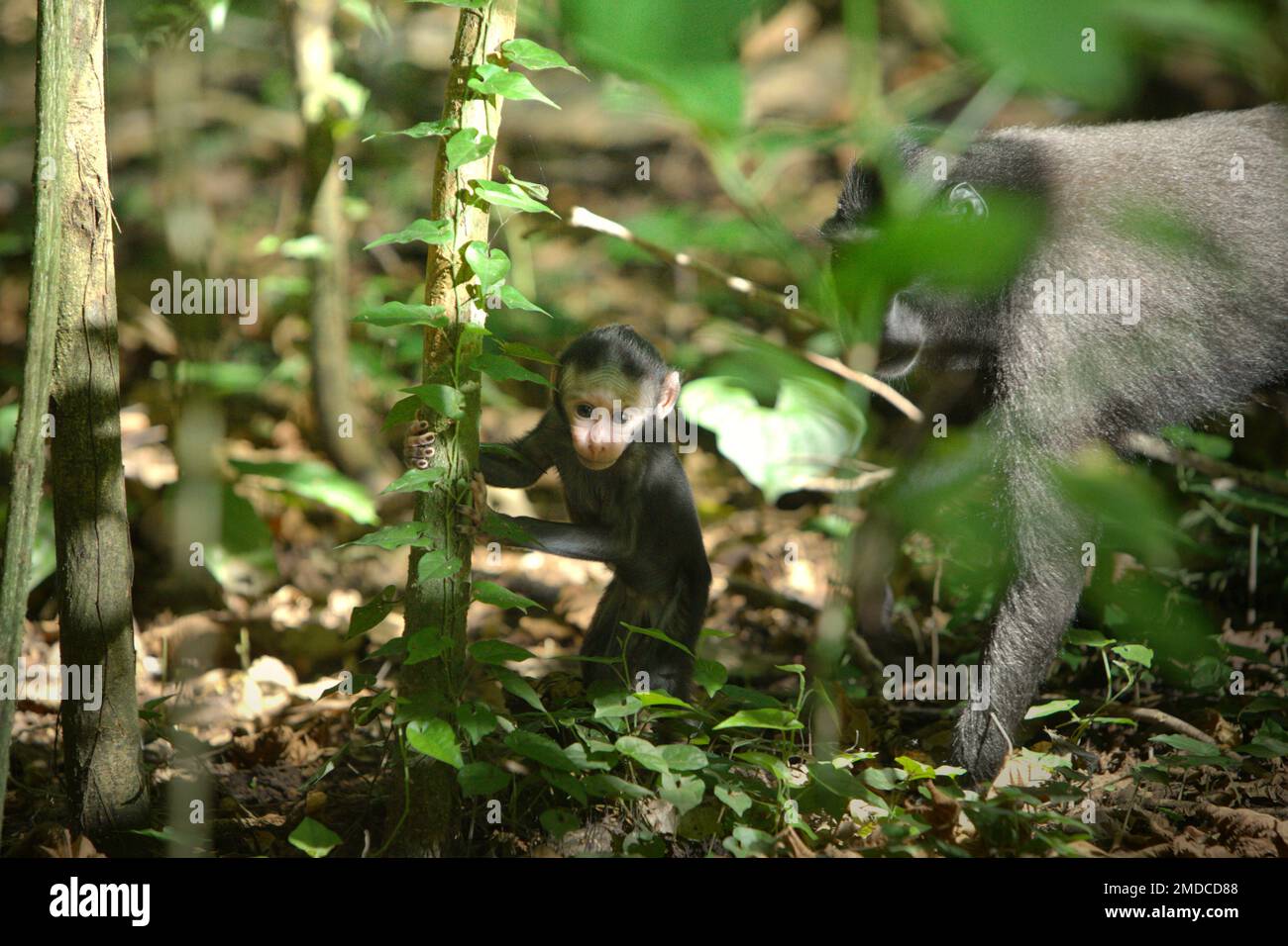 An offspring of Sulawesi black-crested macaque (Macaca nigra) is standing on forest floor as an adult female individual is closely watching during a weaning period in Tangkoko Nature Reserve, North Sulawesi, Indonesia. The interactions between ecological and social factors have a significant effect on the survival of crested macaque offsprings, according to a research paper by scientists at Macaca Nigra Project. One of the main social factors is the number of females in the group. 'Crested macaque groups with more adult females are better able to defend resources against other groups,' Stock Photo