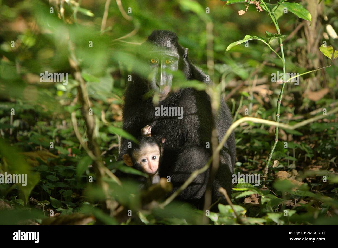 An adult female individual of Sulawesi black-crested macaque (Macaca nigra) is taking care an offspring during a weaning period in Tangkoko Nature Reserve, North Sulawesi, Indonesia. The interactions between ecological and social factors have a significant effect on the survival of crested macaque offsprings, according to a research paper by scientists at Macaca Nigra Project. One of the main social factors is the number of females in the group. 'Crested macaque groups with more adult females are better able to defend resources against other groups,' they wrote. Stock Photo
