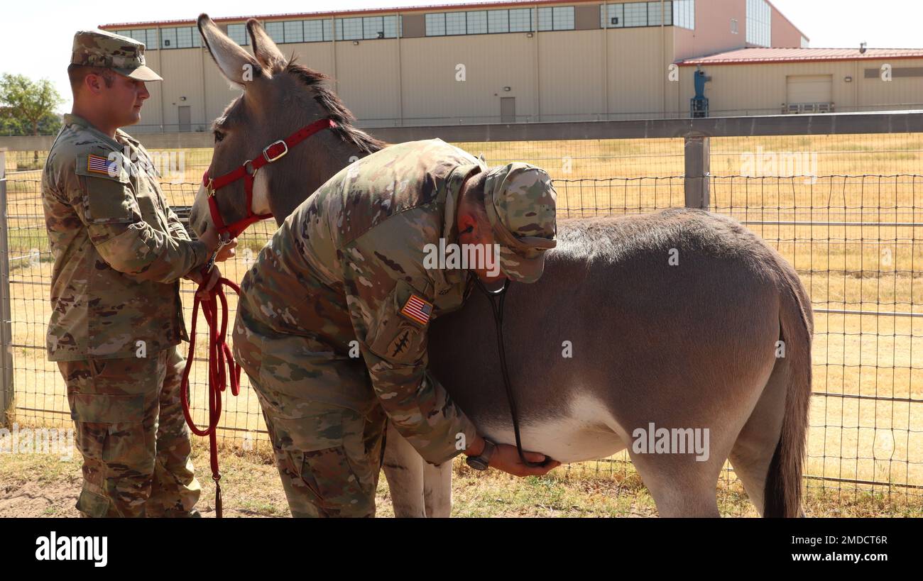 Donkey fa hi-res stock photography and images - Alamy