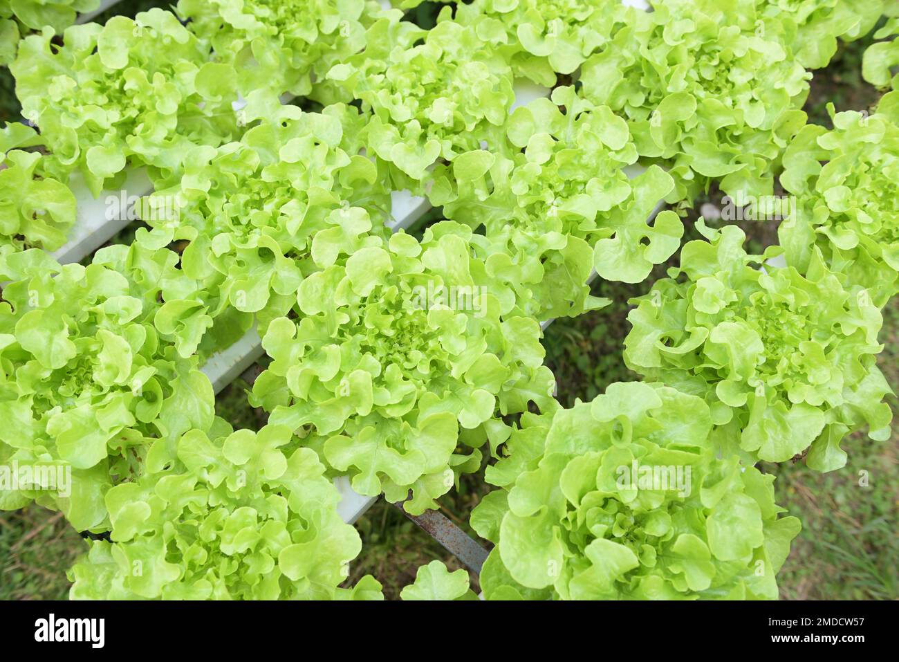 hydroponic vegetables from hydroponic farms fresh green oak lettuce