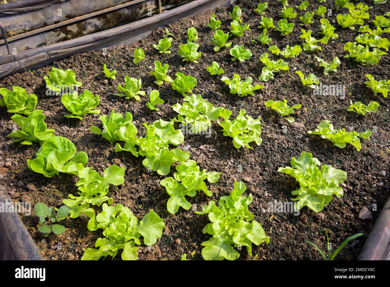 Vegetable farm soil vegetable garden, organic green cos lettuce