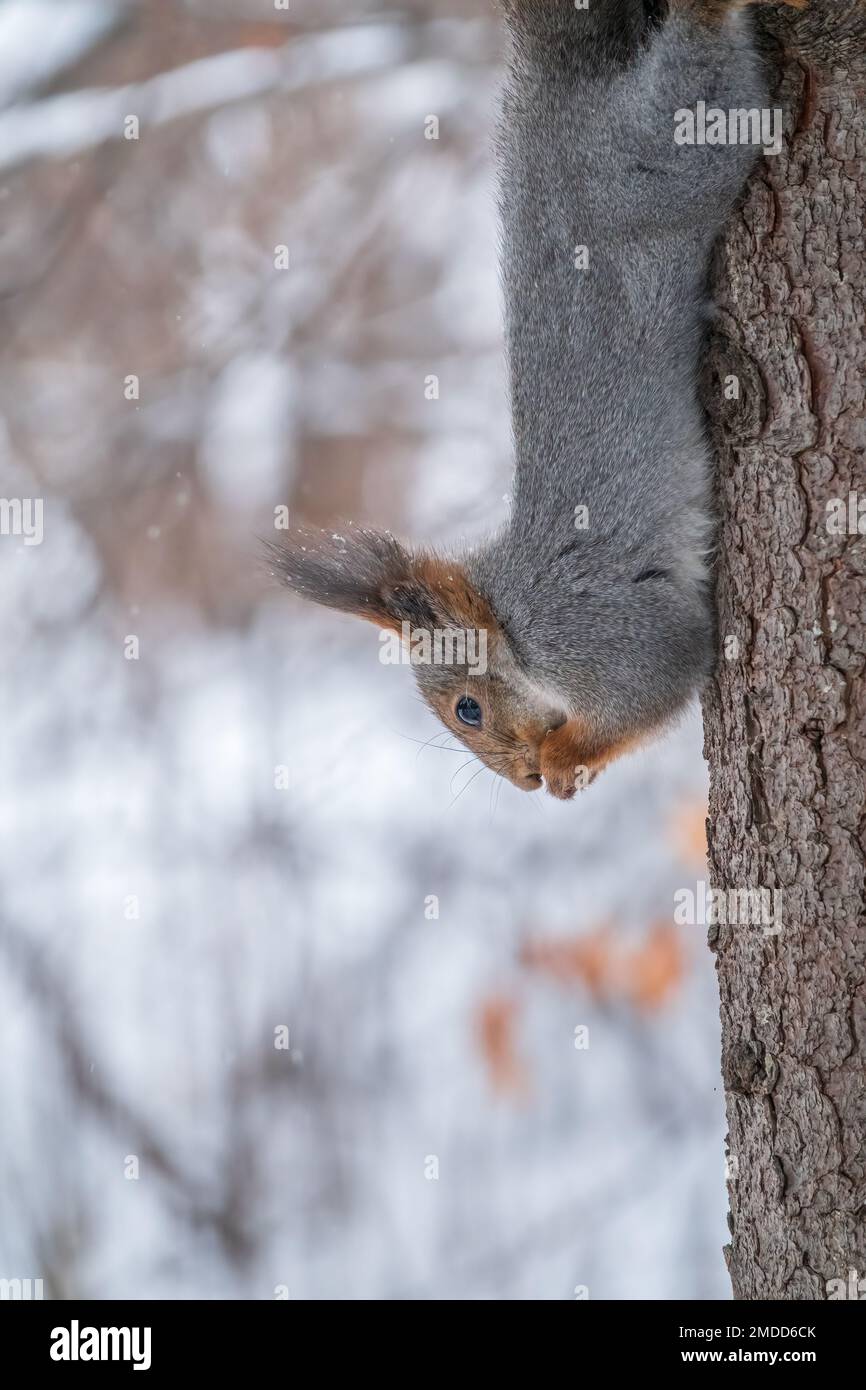 A squirrel sits upside down on a tree in winter and eats a nut. Eurasian red squirrel, Sciurus vulgaris Stock Photo