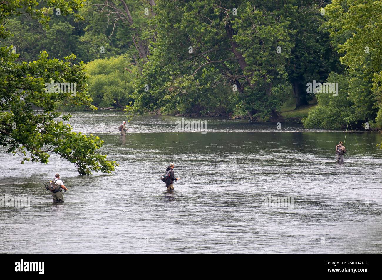Youghiogheny river fishing hi-res stock photography and images - Alamy