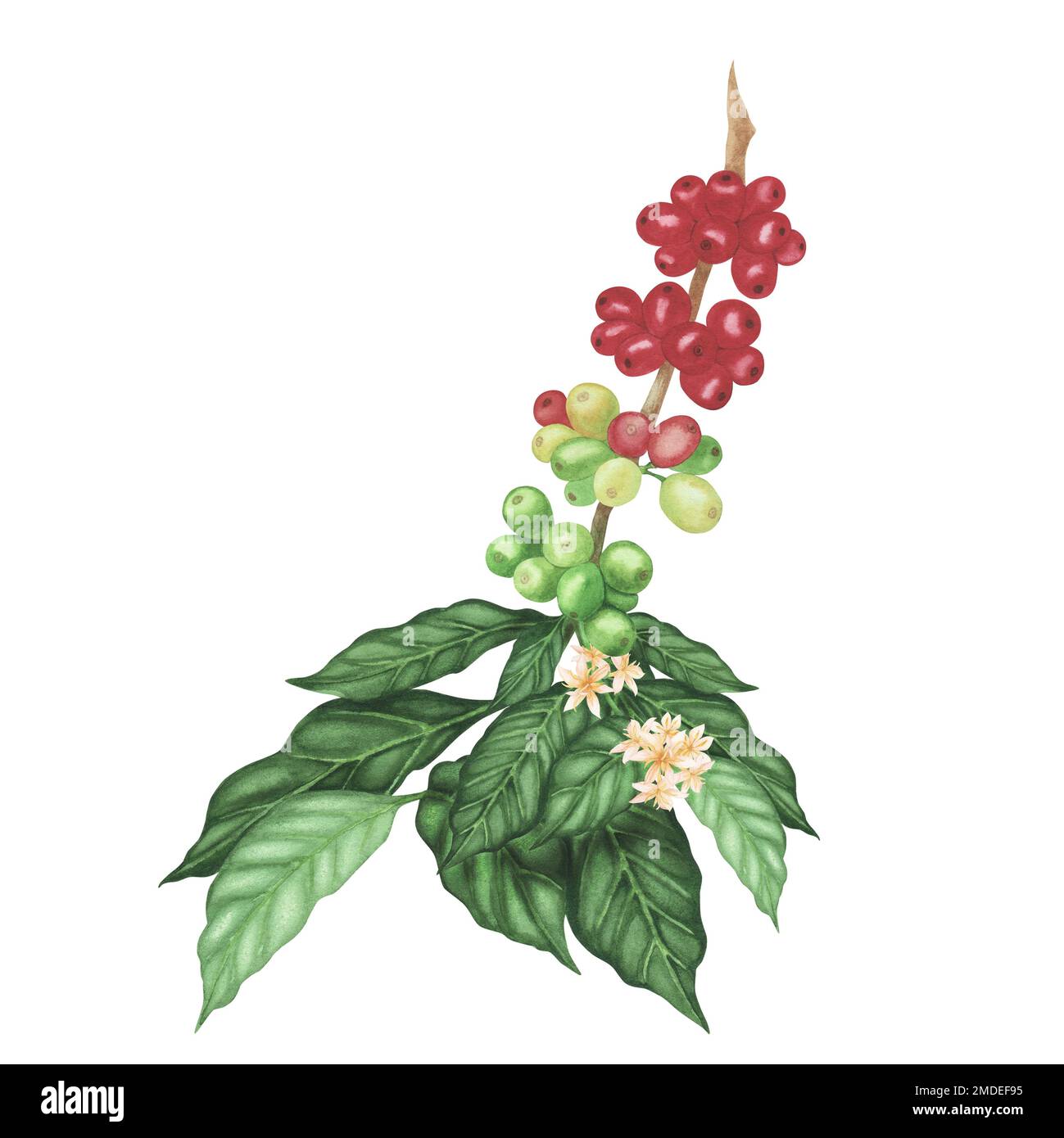 Coffee plant branch with ripe arabica beans isolated on white ...