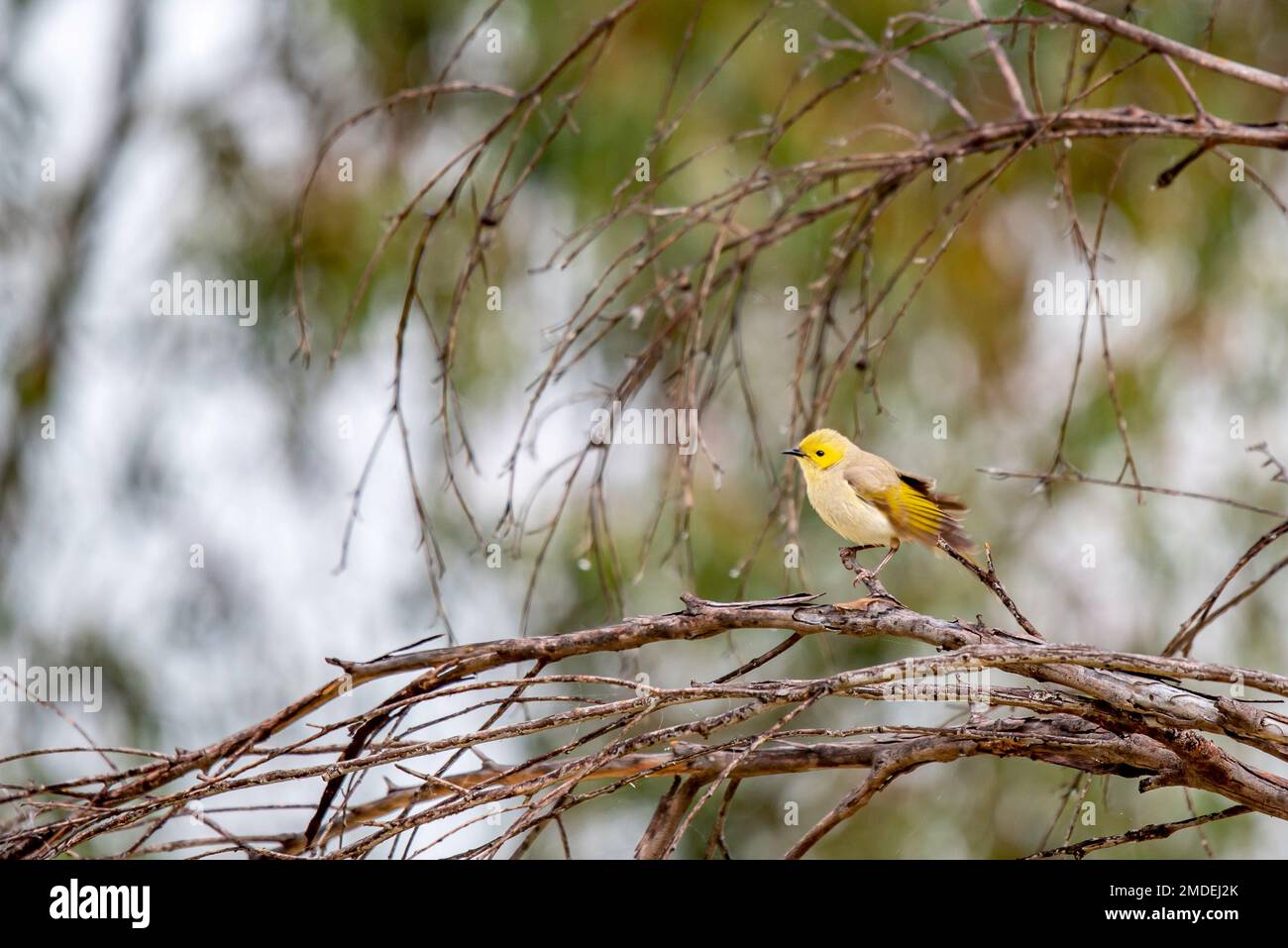 A White-plumed Honeyeater (Ptilotula penicillata) perched on a branch in the early morning at the Narromine Wetlands in western New South Wales, Aust Stock Photo
