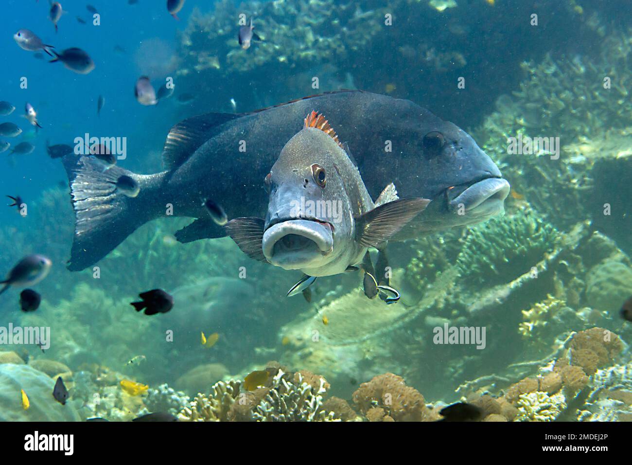 Giant Sweetlips over coral and looking at me. Giant Sweetlips over coral and looking at me. Stock Photo