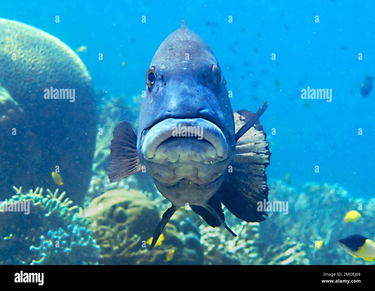 Giant Sweetlips over coral and looking at me. Giant Sweetlips over coral and looking at me. Stock Photo