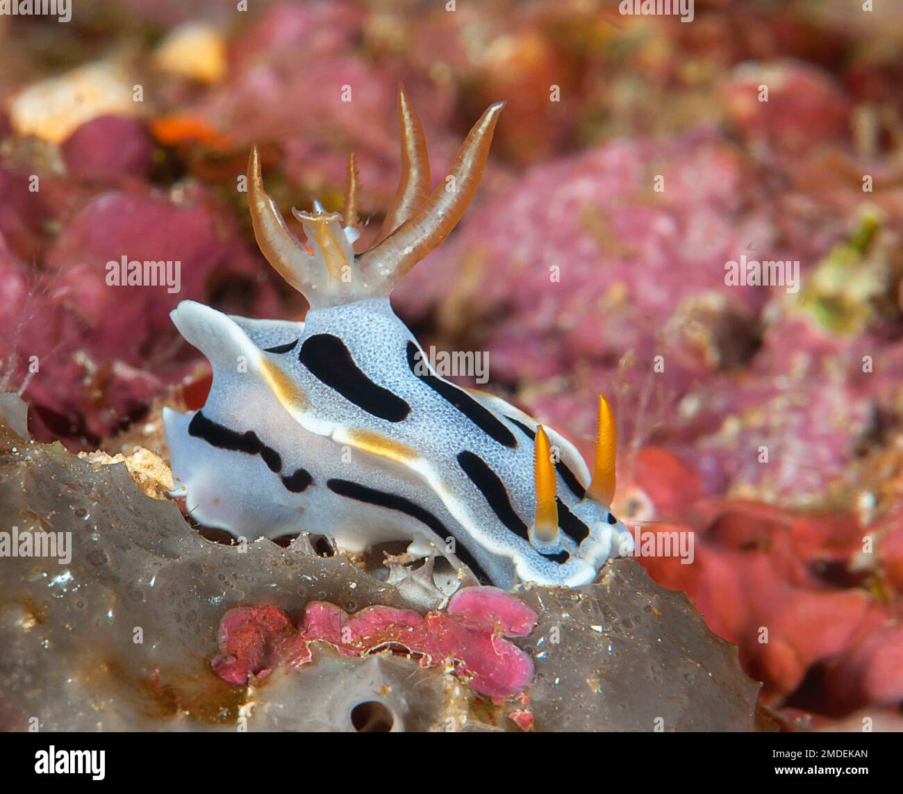 Closeup of a colorful,  beautiful nudibranch a sea slug  crawling on coral Stock Photo
