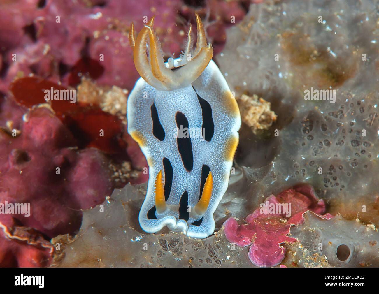 Closeup of a colorful,  beautiful nudibranch a sea slug  crawling on coral Stock Photo